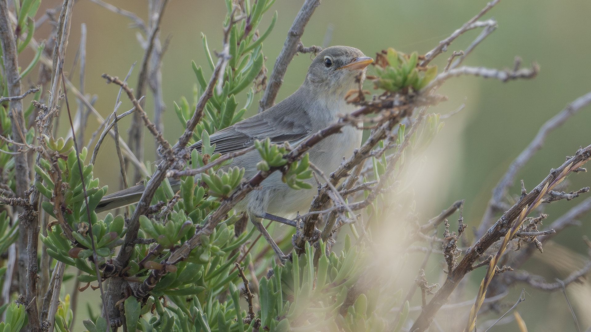 Olive-tree Warbler